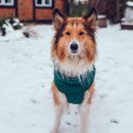 Hundemantel-Emmi-1