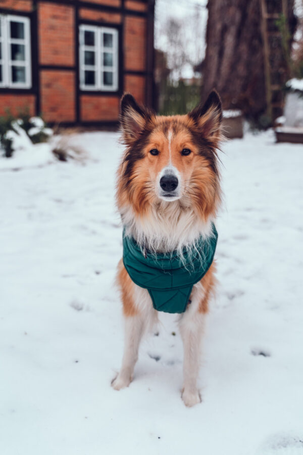 Hundemantel-Emmi-1 Hundemantel-Emmi-1
