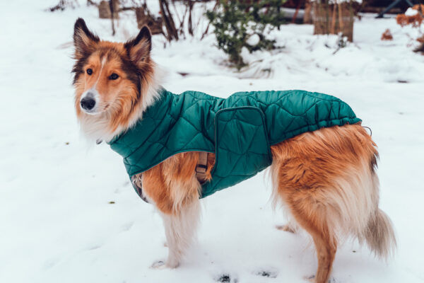 Hundemantel-Emmi-11 Hundemantel-Emmi-11