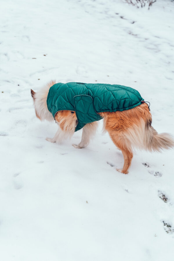 Hundemantel-Emmi-21 Hundemantel-Emmi-21