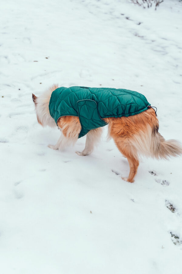 Hundemantel-Emmi-21 Hundemantel-Emmi-21