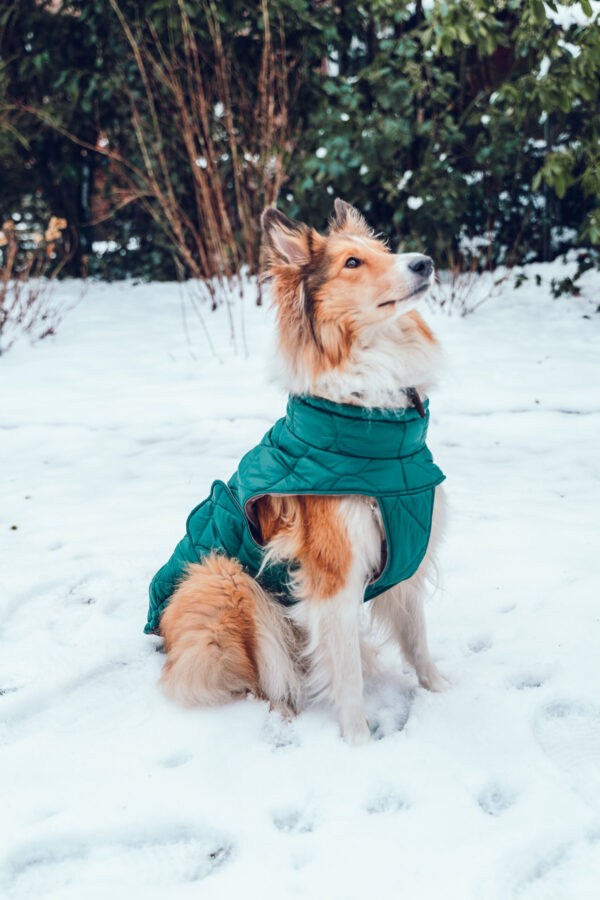 Hundemantel-Emmi-42 Hundemantel-Emmi-42