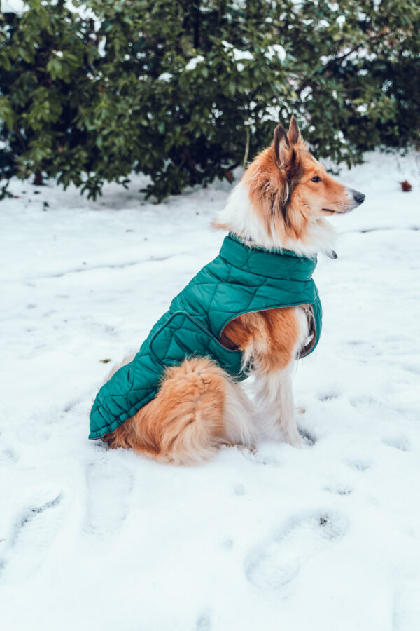 Hundemantel-Emmi-45 Hundemantel-Emmi-45